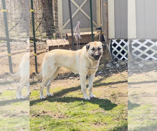 Medium Photo #2  Breeder Profile in IRWIN, PA, USA