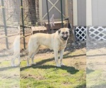 Small #1 Breeder Profile image