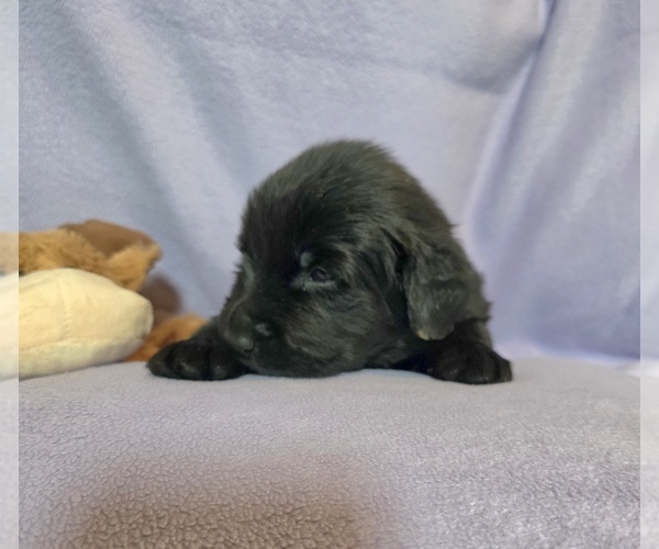 Medium Photo #5  Breeder Profile in BRADYVILLE, TN, USA