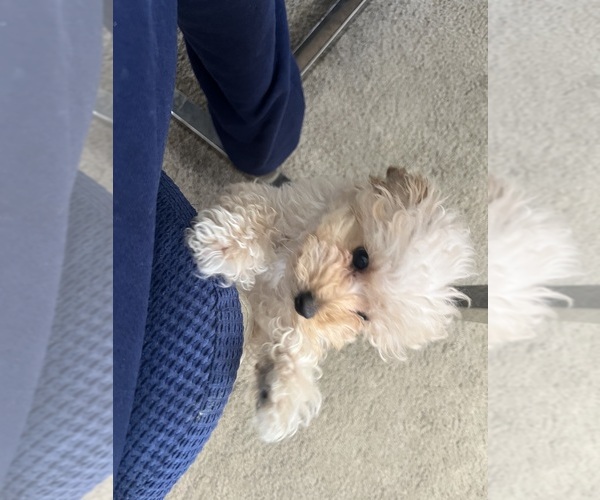 Medium Photo #39  Breeder Profile in VICTORVILLE, CA, USA