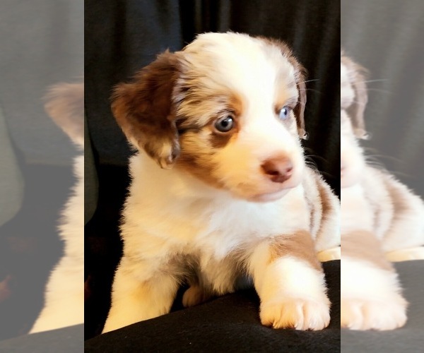 Medium Photo #1  Breeder Profile in BIG SANDY, TX, USA