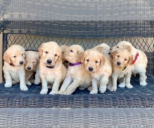 Bernedoodle Dog Breeder near ELIZABETH, CO, USA