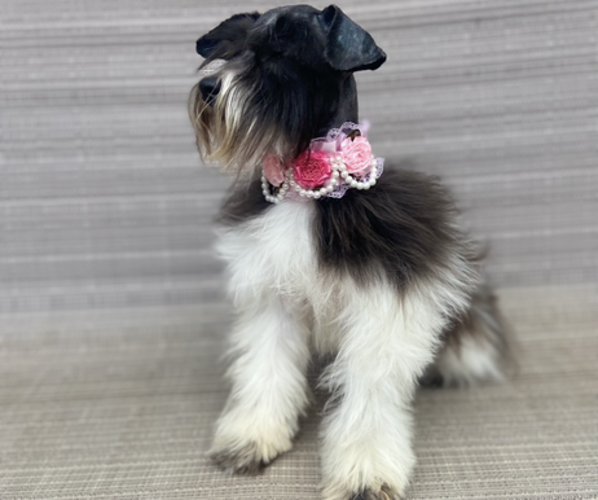 Medium Photo #14  Breeder Profile in RESCUE, CA, USA