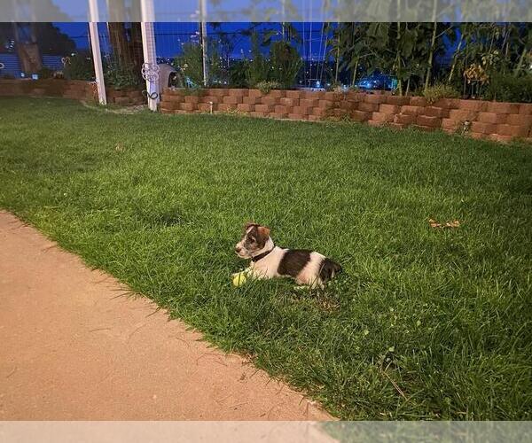 Medium Photo #14  Breeder Profile in ENID, OK, USA