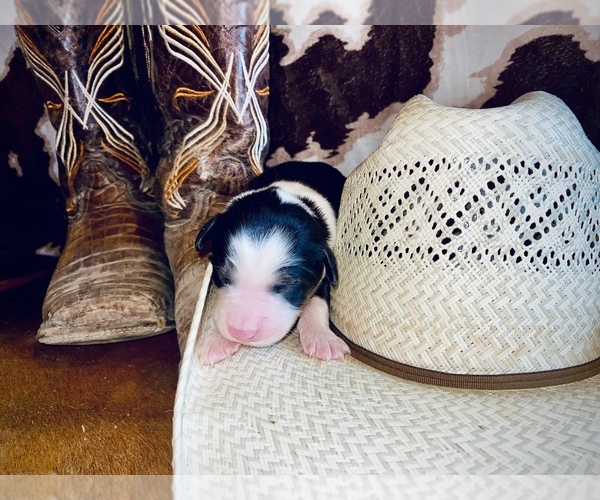 Medium Photo #1  Breeder Profile in BEDIAS, TX, USA
