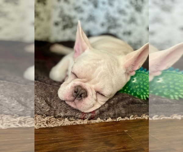 Medium Photo #12  Breeder Profile in PIERCE CITY, MO, USA