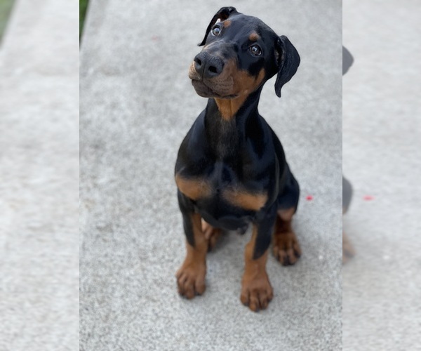 Medium Photo #5  Breeder Profile in ROSEBURG, OR, USA