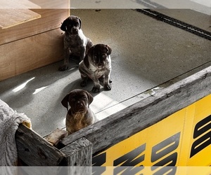 German Shorthaired Pointer Dog Breeder near STRAWBERRY POINT, IA, USA