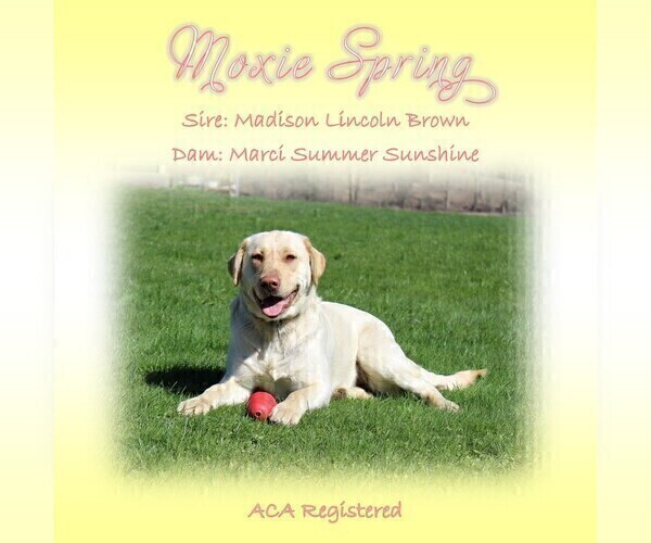 Medium Photo #7  Breeder Profile in HYDE PARK, VT, USA