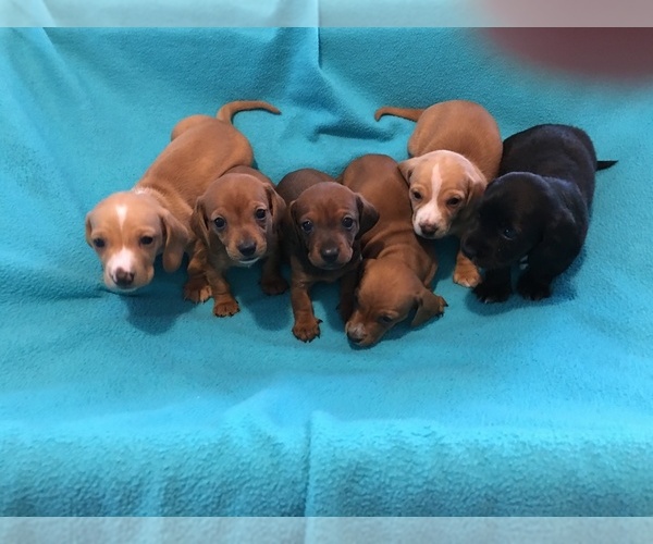 Medium Photo #1  Breeder Profile in AYDLETT, NC, USA