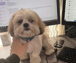 Dachshund Dog Breeder near COUNCIL GROVE, KS, USA