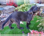 Small Photo #4  Breeder Profile in CANYONVILLE, OR, USA