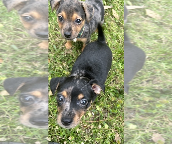Medium Photo #10  Breeder Profile in NORTH PORT, FL, USA