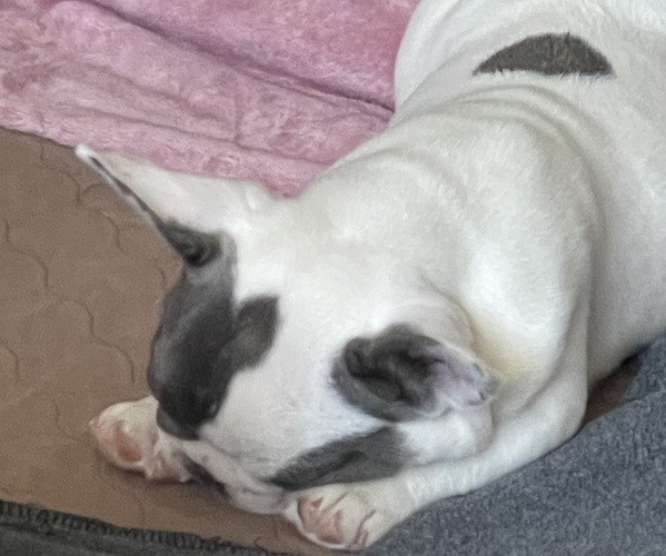 Medium Photo #10  Breeder Profile in PERRIS, CA, USA