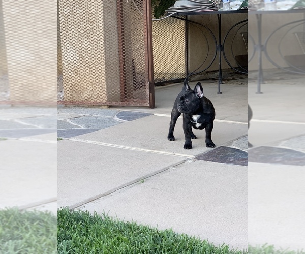 Medium Photo #1  Breeder Profile in HESPERIA, CA, USA