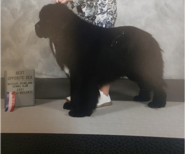 Medium Photo #1  Breeder Profile in MARYLAND HEIGHTS, MO, USA