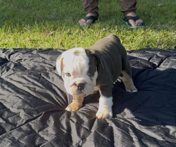 Medium Photo #13  Breeder Profile in PACE, FL, USA