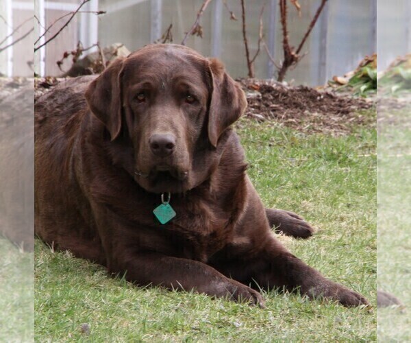 Medium Photo #15  Breeder Profile in HYDE PARK, VT, USA