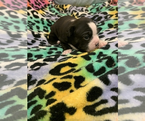 Medium Photo #15  Breeder Profile in PARKERS LAKE, KY, USA