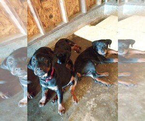 Rottweiler Dog Breeder near RICHMOND, CA, USA