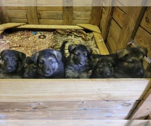 German Shepherd Dog Dog Breeder near THAXTON, VA, USA