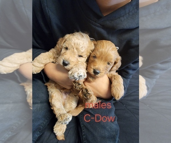 Medium Photo #4  Breeder Profile in BAKERSFIELD, CA, USA