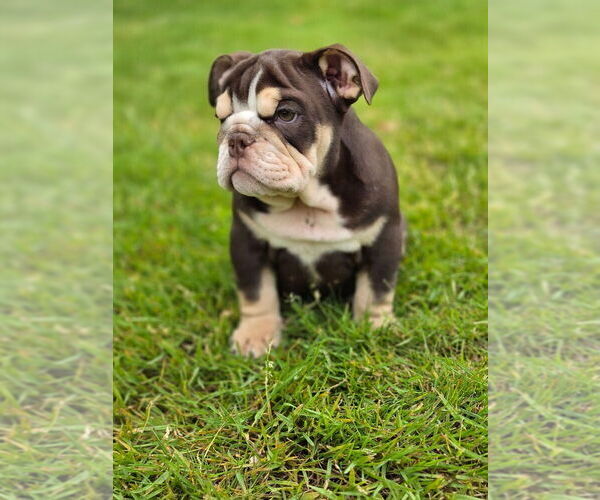 Medium Photo #1  Breeder Profile in PORTLAND, OR, USA