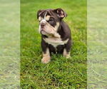 Small breeder photo