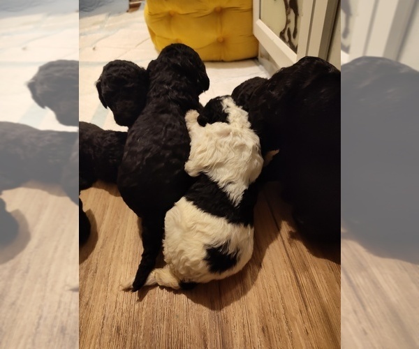Medium Photo #1  Breeder Profile in ATTICA, IN, USA