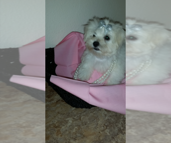 Medium Photo #1  Breeder Profile in FLORAHOME, FL, USA