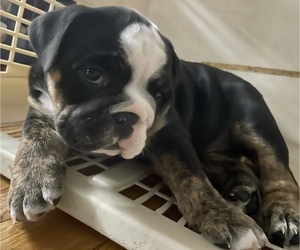 Main photo of Bulldog Dog Breeder near CANDOR, NY, USA
