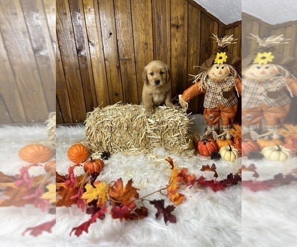 Medium Photo #72  Breeder Profile in NEOLA, WV, USA