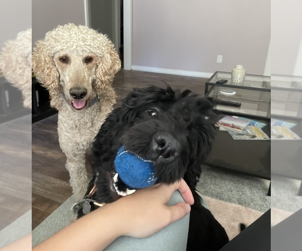 Medium Photo #1  Breeder Profile in DALLAS, TX, USA