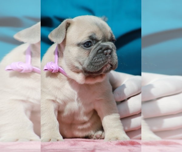 Medium Photo #11  Breeder Profile in PUNTA GORDA, FL, USA