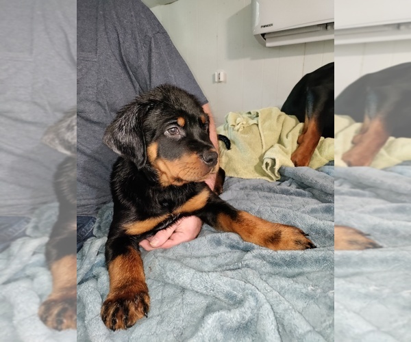 Medium Photo #1  Breeder Profile in SIDNEY, OH, USA