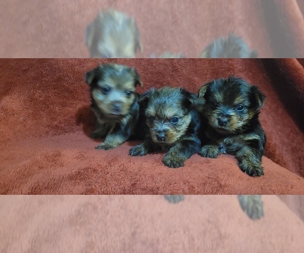 Medium Photo #286  Breeder Profile in AKRON, OH, USA