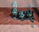 Small #285 Breeder Profile image