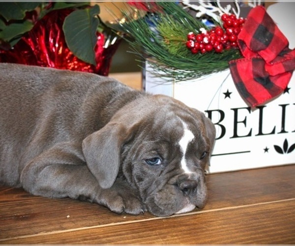 Medium Photo #3  Breeder Profile in HARRISON, AR, USA