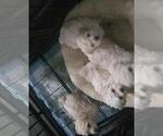 Small breeder photo