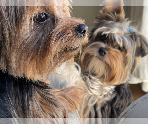 Medium Photo #21  Breeder Profile in CONCORD, CA, USA