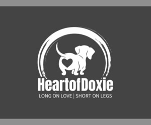 Dachshund Dog Breeder near GRAVETTE, AR, USA