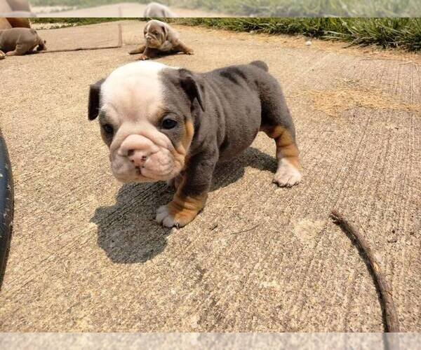 Medium Photo #1  Breeder Profile in FREDERICKTOWN, OH, USA