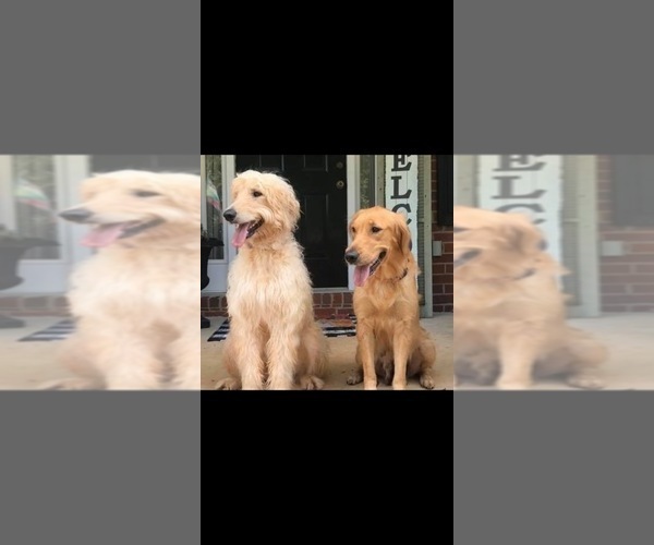Medium Photo #1  Breeder Profile in BOGART, GA, USA