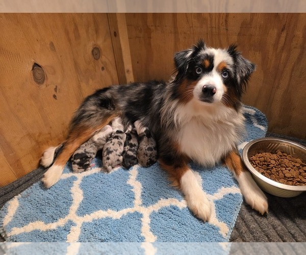 Medium Photo #5  Breeder Profile in RUSSELLVILLE, AL, USA