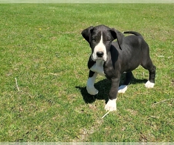 Medium Photo #1  Breeder Profile in MODOC, IN, USA
