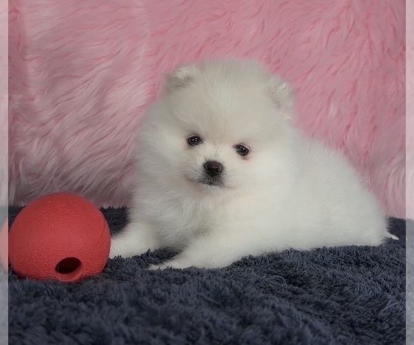 Medium Photo #17  Breeder Profile in KENNESAW, GA, USA