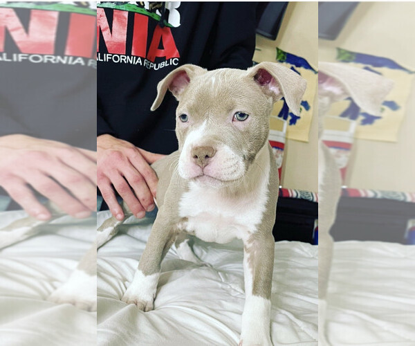 Medium Photo #1  Breeder Profile in LAVEEN, AZ, USA