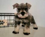 Small Photo #1  Breeder Profile in FORT MYERS, FL, USA
