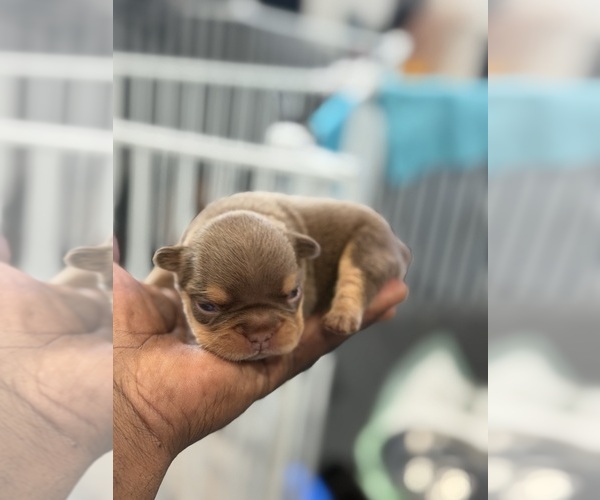 Medium Photo #13  Breeder Profile in BRIDGEWATER, MA, USA