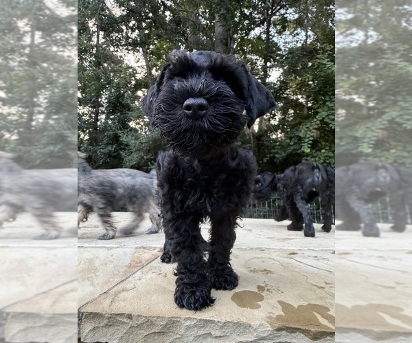 Medium Photo #1  Breeder Profile in MONTGOMERY, TX, USA